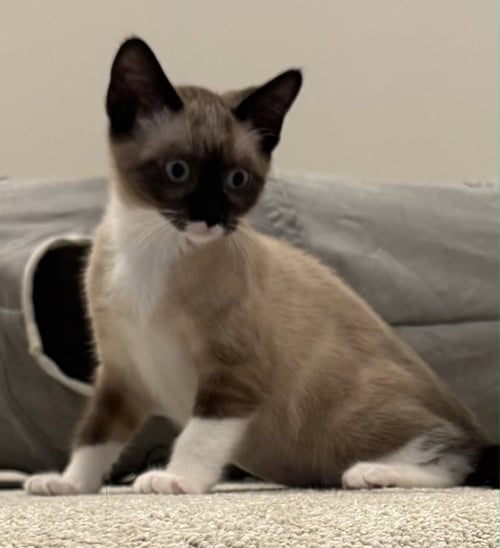 LUNE - Snowshoe / Siamese available for adoption