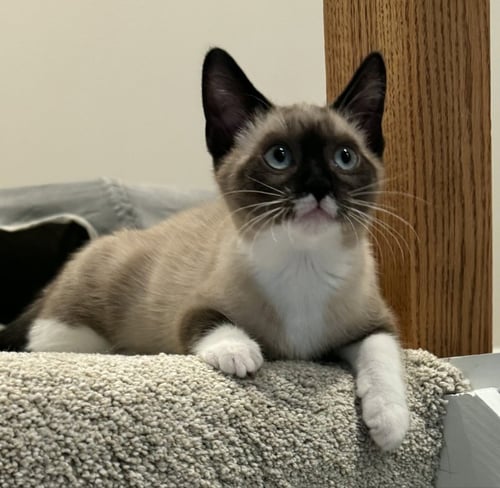 LUNE - Snowshoe / Siamese for adoption in Racine