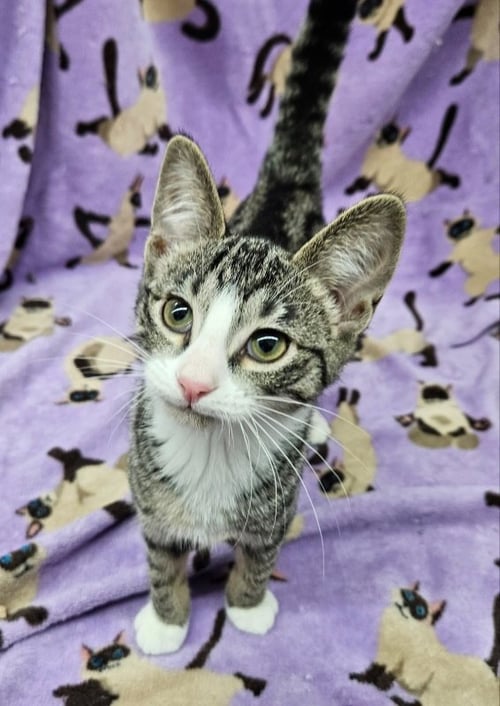 SUSHI - Domestic Short Hair for adoption in Racine