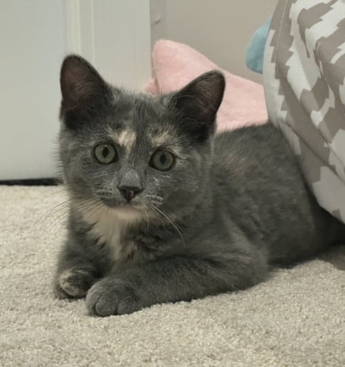 MYSTIC - Domestic Medium Hair / Domestic Short Hair available for adoption