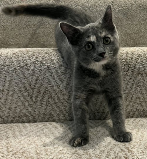 MYSTIC - Domestic Medium Hair / Domestic Short Hair for adoption in Racine