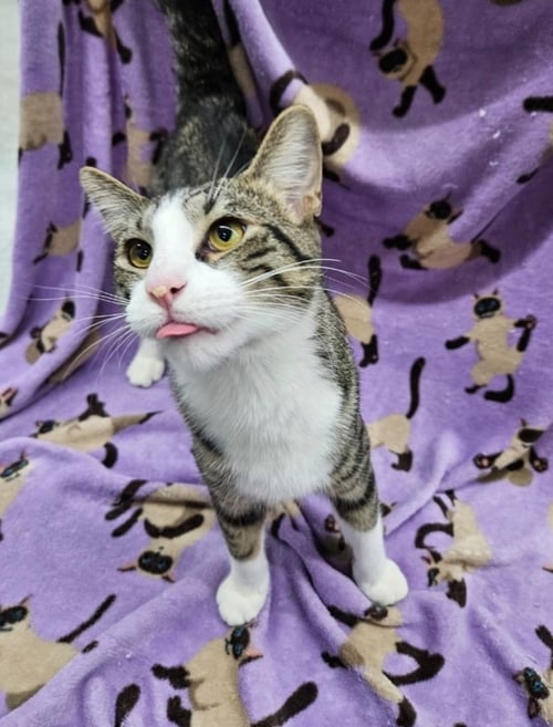 SCOUT - Domestic Short Hair available for adoption