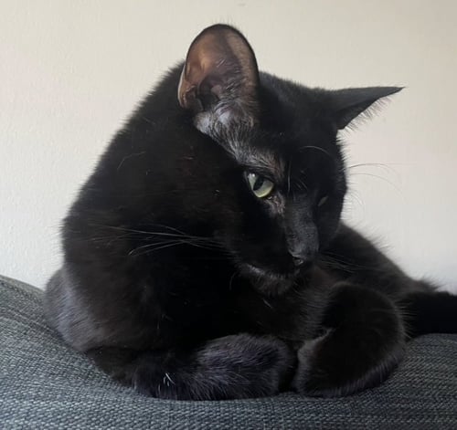 KOJI - Domestic Short Hair / Bombay for adoption in Racine