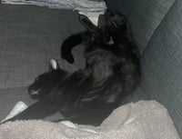 Koji - Photo 3
