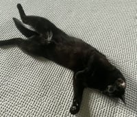 Koji - Photo 5
