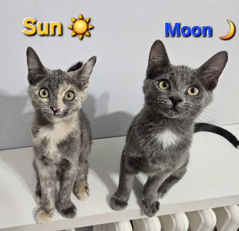 SUN - Domestic Short Hair available for adoption