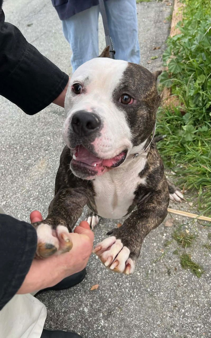 ADAM LAMBERT - Pit Bull Terrier available for adoption