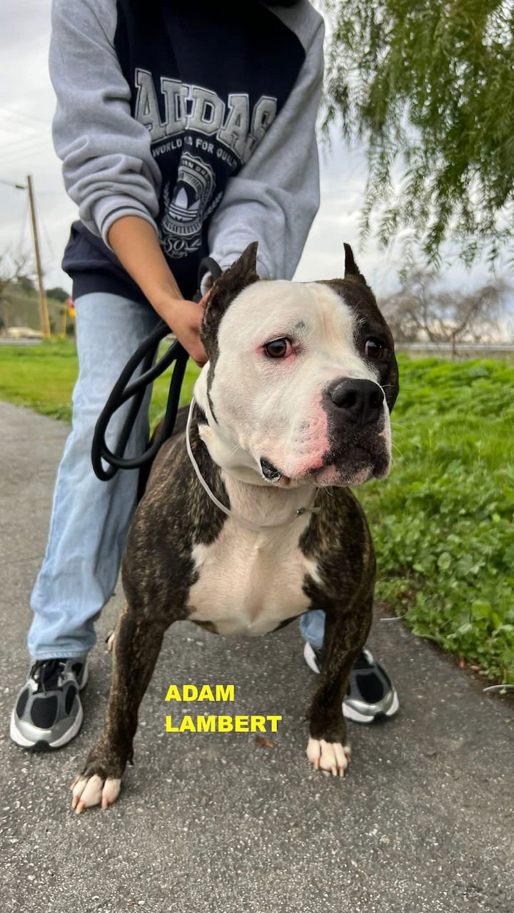 ADAM LAMBERT - Photo 4