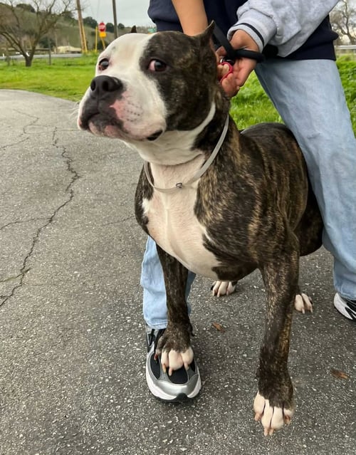 ADAM LAMBERT - Pit Bull Terrier available for adoption