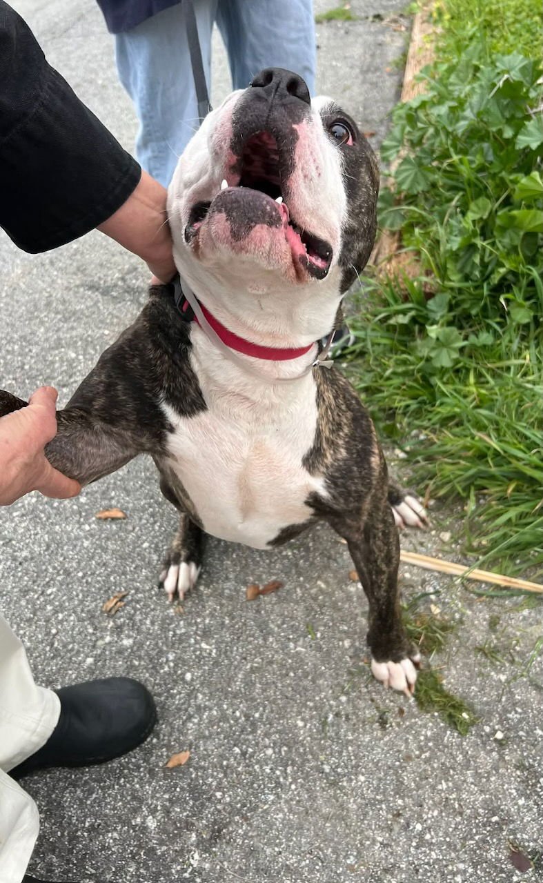 ADAM LAMBERT - Photo 5