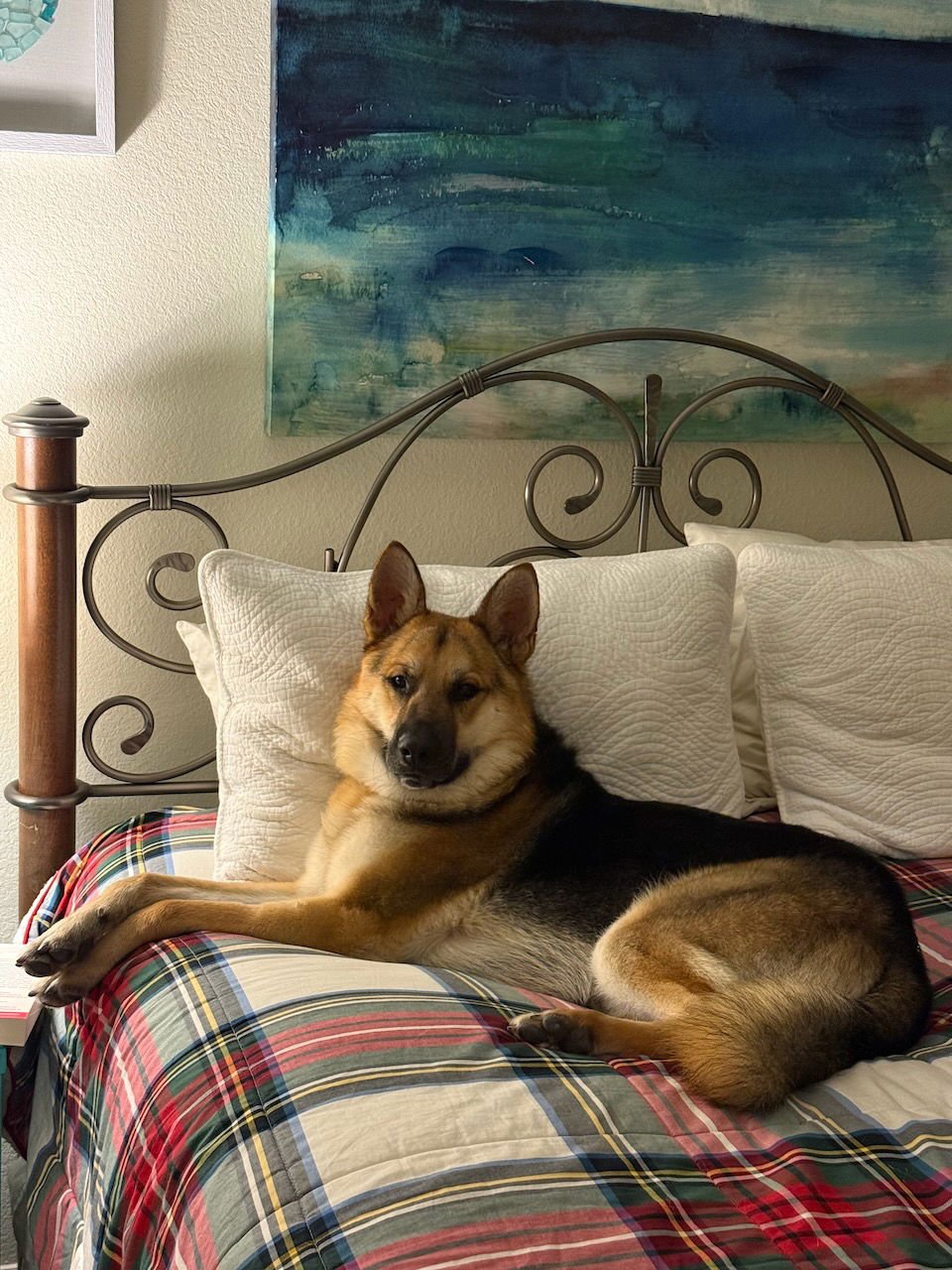 BIRDDOG - German Shepherd Dog available for adoption