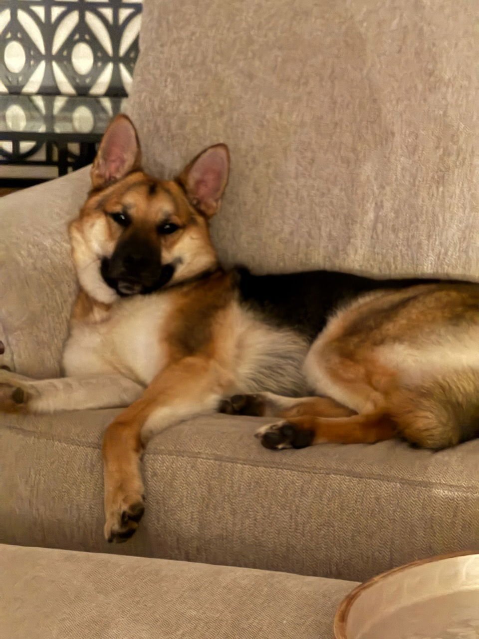 BIRDDOG - German Shepherd Dog available for adoption