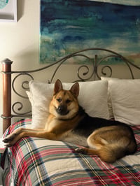 BIRDDOG - Photo 1