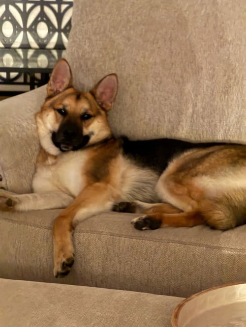 BIRDDOG - German Shepherd Dog available for adoption