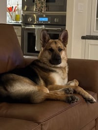 BIRDDOG - Photo 5