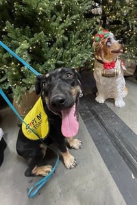 SCHWARTZ - Photo 5