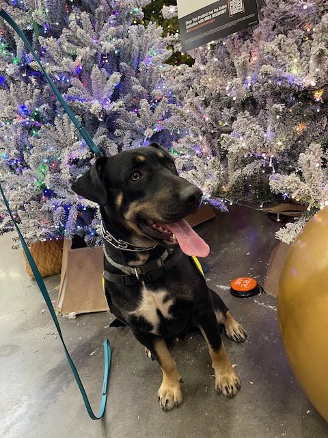 SCHWARTZ - Staffordshire Bull Terrier / Doberman Pinscher available for adoption