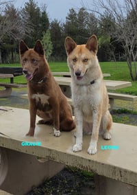 GRACIE & LEONA - Photo 9