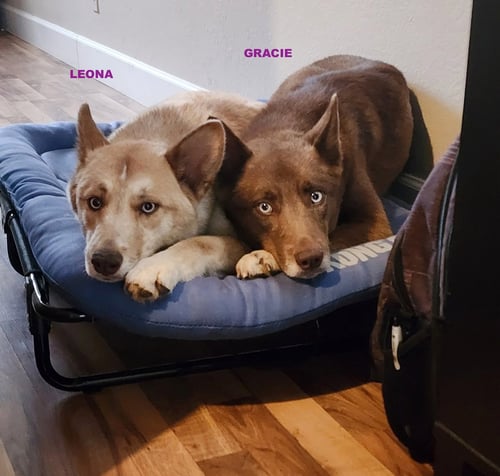 GRACIE & LEONA - Australian Kelpie / Siberian Husky available for adoption
