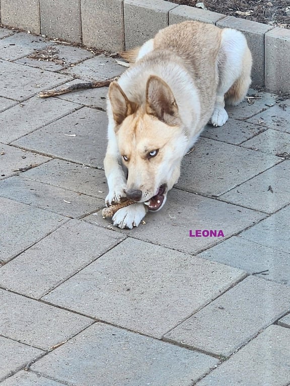 GRACIE & LEONA Image