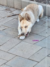 GRACIE & LEONA - Photo 1