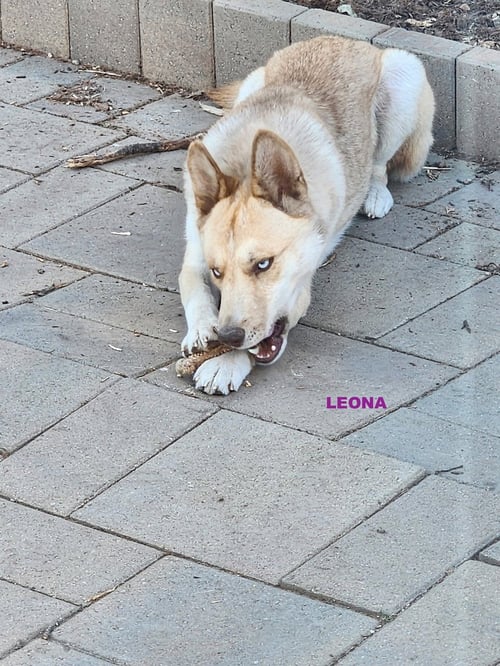 GRACIE & LEONA - Australian Kelpie / Siberian Husky available for adoption