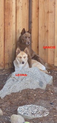 GRACIE & LEONA - Photo 4