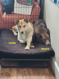 GRACIE & LEONA - Photo 6