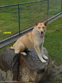 GRACIE & LEONA - Photo 8