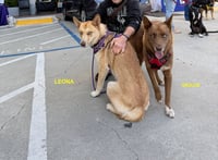 GRACIE & LEONA - Photo 12