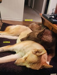 GRACIE & LEONA - Photo 5