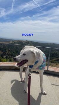 ROCKY - Photo 2