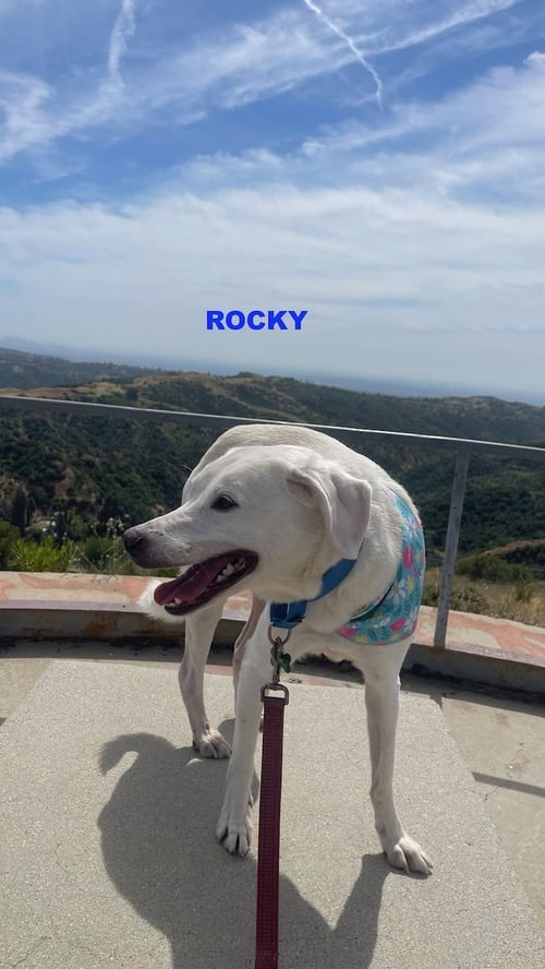 ROCKY - Labrador Retriever available for adoption