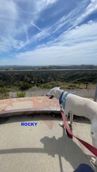 ROCKY - Photo 5
