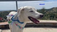ROCKY - Photo 4