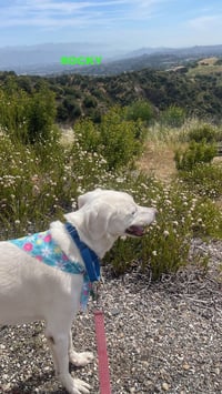 ROCKY - Photo 3