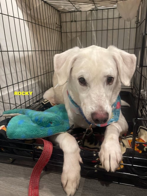ROCKY - Labrador Retriever available for adoption