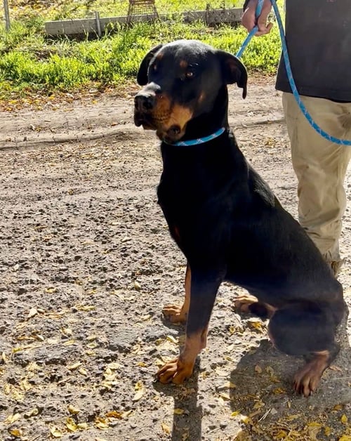 DOBI - Doberman Pinscher / Rottweiler available for adoption