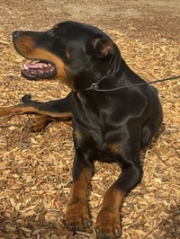DOBI - Photo 5