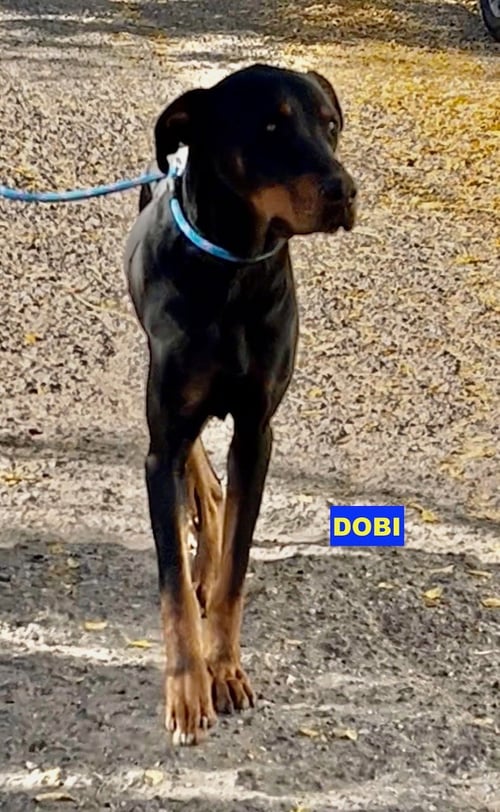 DOBI - Doberman Pinscher / Rottweiler available for adoption