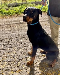 DOBI - Photo 2