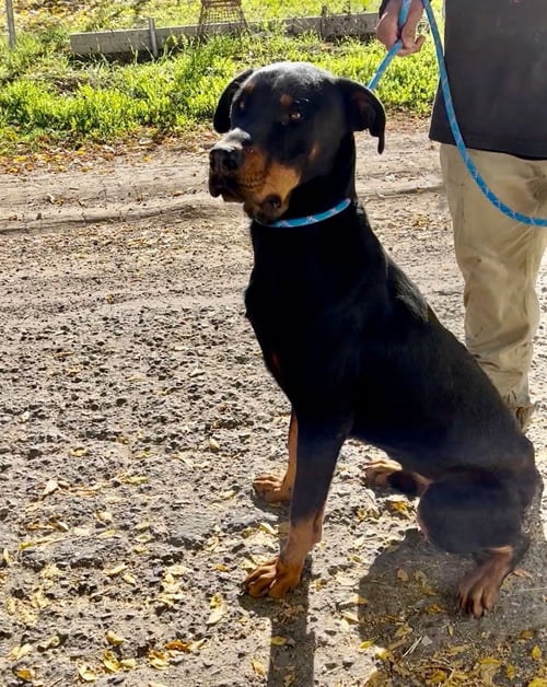 DOBI - Doberman Pinscher / Rottweiler available for adoption