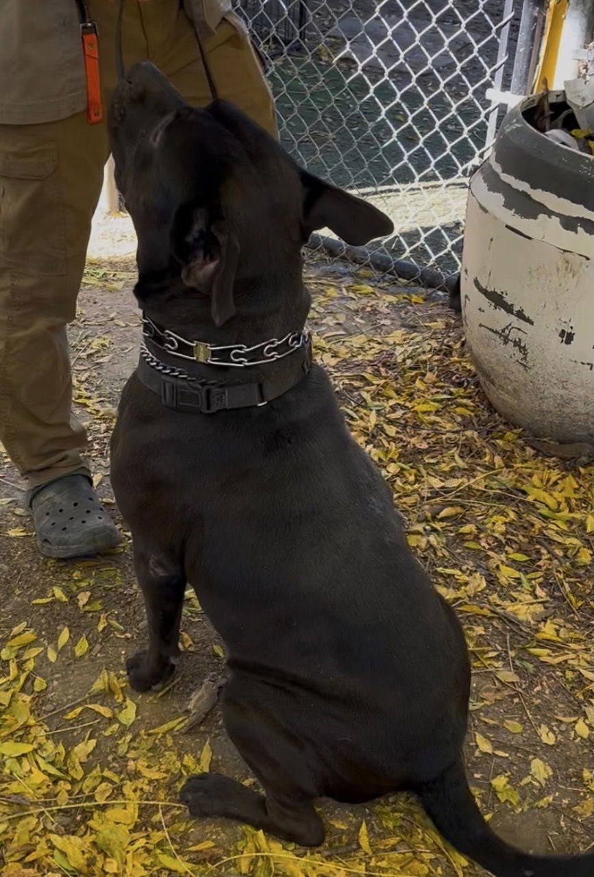 SELENA - Staffordshire Bull Terrier available for adoption