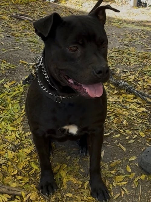 SELENA - Labrador Retriever / Pit Bull Terrier available for adoption