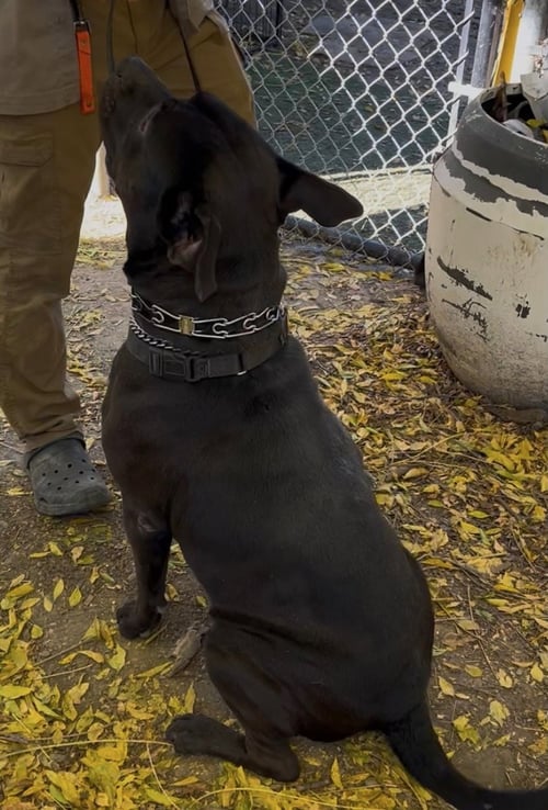 SELENA - Labrador Retriever / Pit Bull Terrier available for adoption