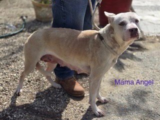 MAMA ANGEL - Shepherd / Pit Bull Terrier available for adoption