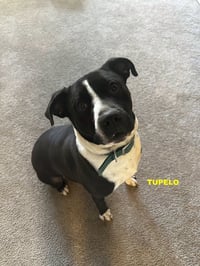 TUPELO - Photo 4