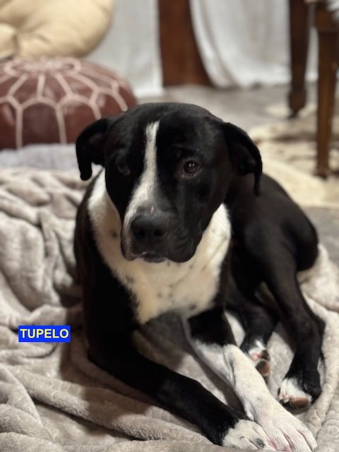 TUPELO - Labrador Retriever available for adoption