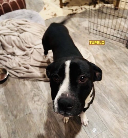TUPELO - Labrador Retriever available for adoption