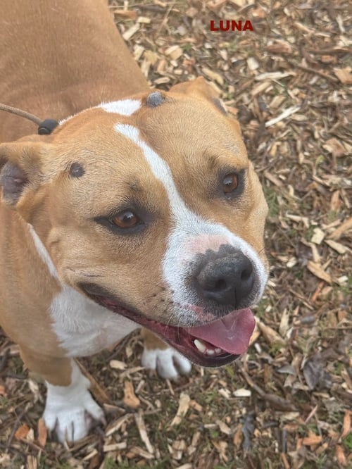 LUNA ( LOVE BUG) - Staffordshire Bull Terrier available for adoption